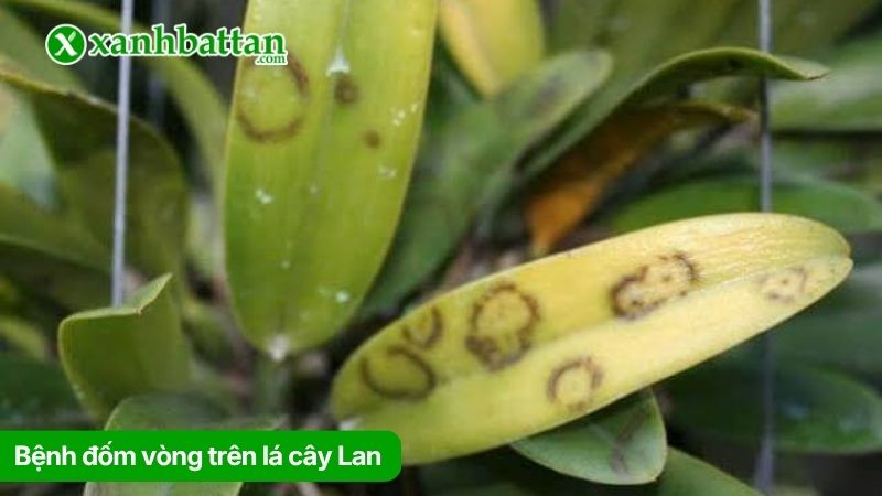 Bệnh đốm vòng trên lá cây Lan