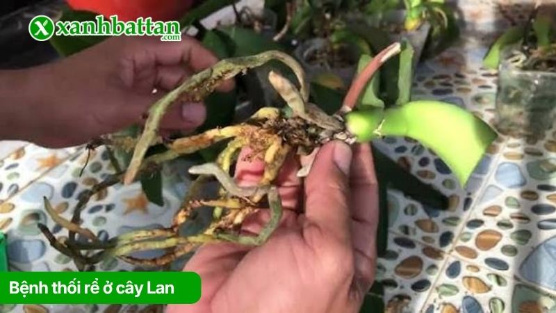 Bệnh thối rể ở cây Lan