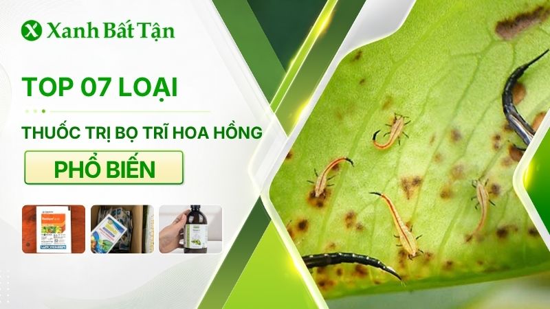 Top 7 loại thuốc trị bọ trĩ hoa Hồng phổ biến hiện nay