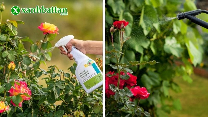 Lưu ý khi sử dụng thuốc bảo vệ thực vật trừ bọ trĩ
