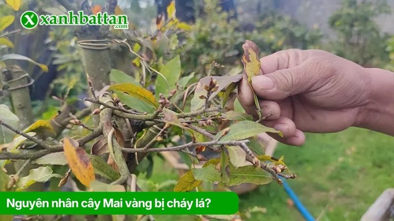 Nguyên nhân cây Mai vàng bị cháy lá?