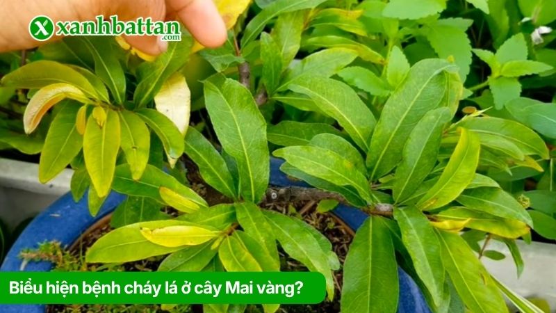 Biểu hiện bệnh cháy lá ở cây Mai vàng?