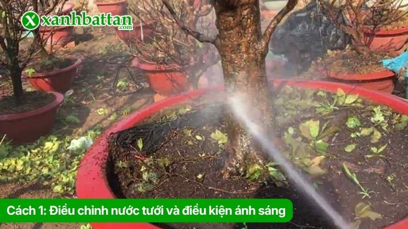 Cách 1: Điều chỉnh nước tưới và điều kiện ánh sáng
