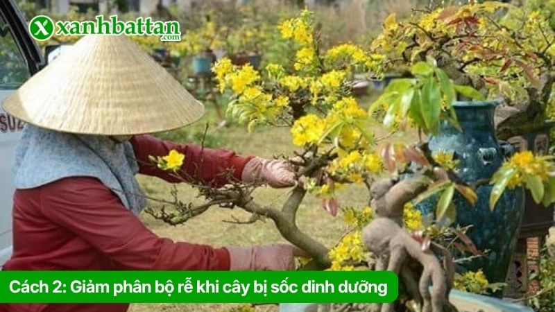 Cách 2: Giảm phân và phục hồi bộ rễ khi cây bị sốc dinh dưỡng