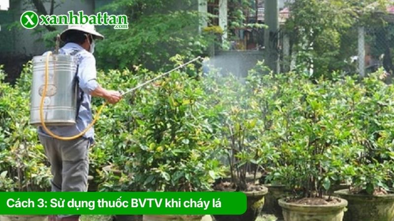 Cách 3: Sử dụng thuốc BVTV khi cháy lá có liên quan đến sâu bệnh
