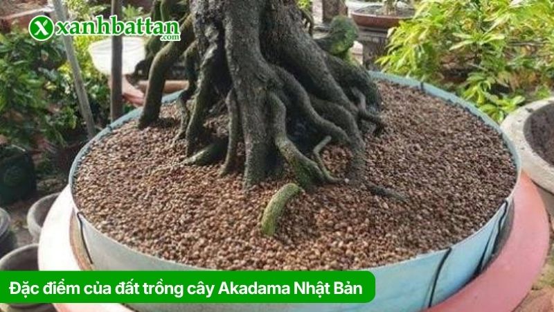 Tìm hiểu đặc điểm của đất trồng cây Akadama Nhật Bản