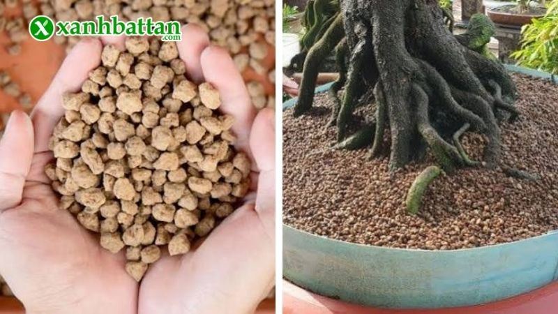 Hướng dẫn cách trồng Mai vàng bằng đất Akadama