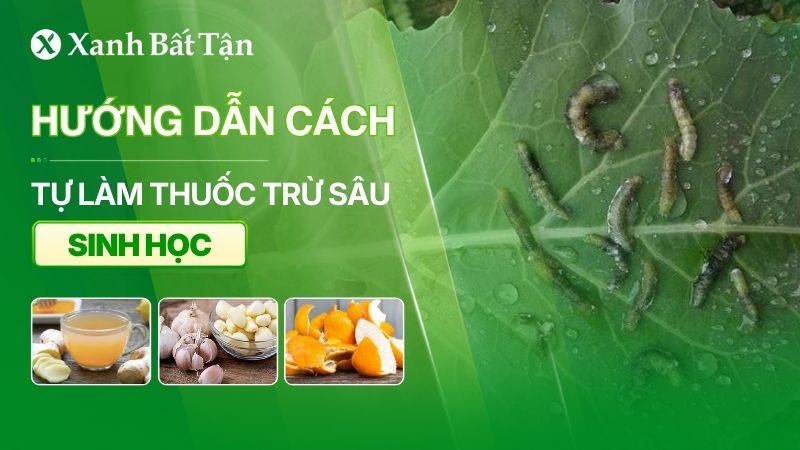 Tự làm thuốc trừ sâu sinh học cho hoa Hồng tại nhà