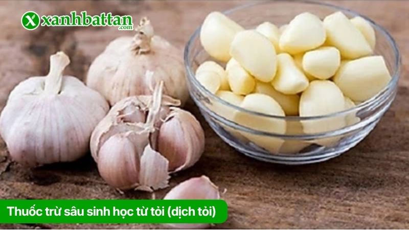 Thuốc trừ sâu sinh học từ tỏi (dịch tỏi)