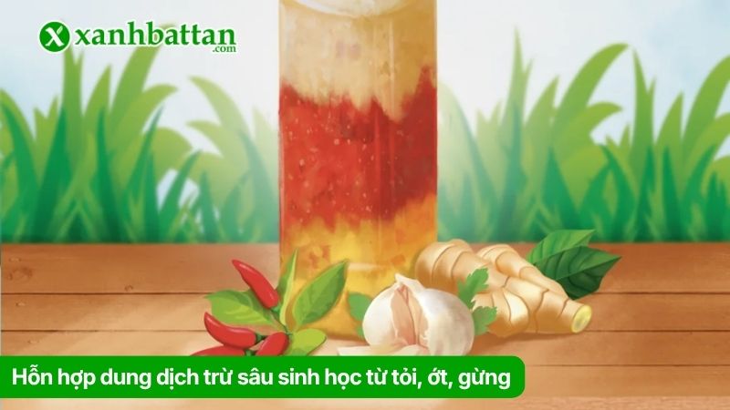 Hỗn hợp dung dịch trừ sâu sinh học từ tỏi, ớt, gừng