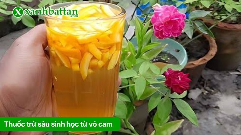 Thuốc trừ sâu sinh học từ vỏ cam
