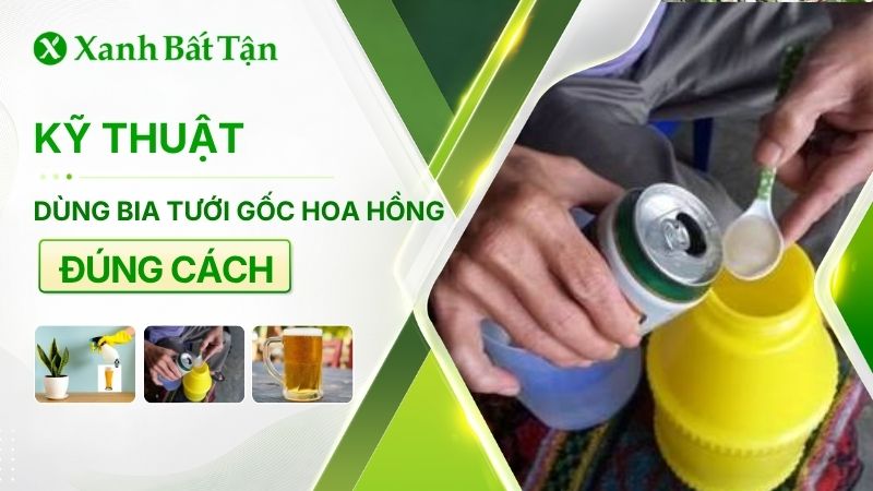 Tìm hiểu tưới bia cho hoa Hồng có được không?