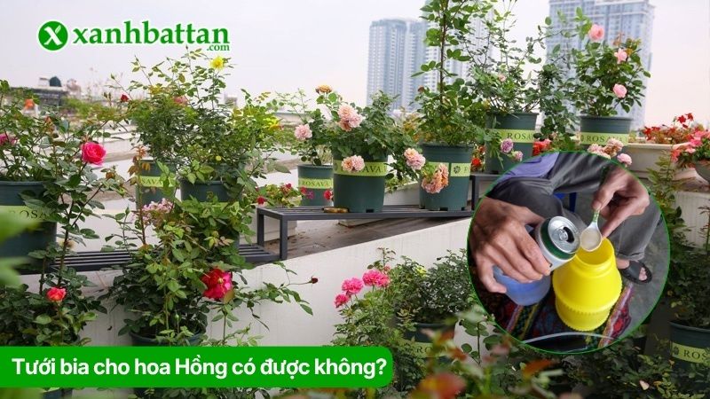 Tưới bia cho hoa Hồng có được không?