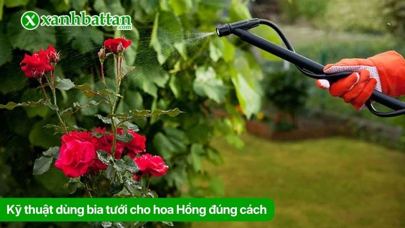Kỹ thuật dùng bia tưới cho hoa Hồng đúng cách
