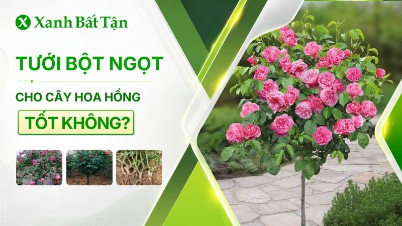Tìm hiểu tưới bột ngọt cho hoa Hồng có nên hay không?