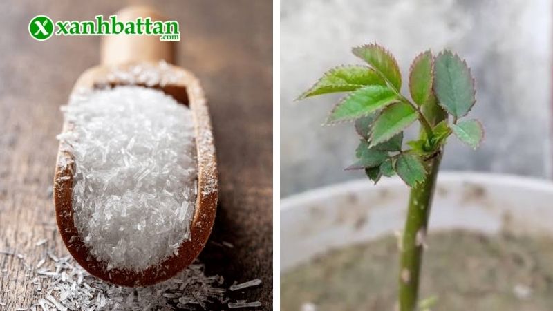 Tác dụng của bột ngọt đối với cây trồng?