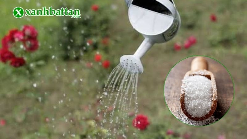 Cách tưới bột ngọt cho hoa Hồng đúng kỹ thuật