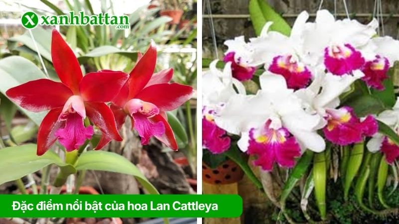 Đặc điểm nổi bật của hoa Lan Cattleya (Lan cát)
