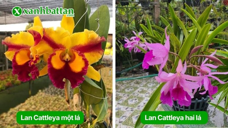 Các nhóm hoa Lan Cattleya (Lan cát) phổ biến hiện nay
