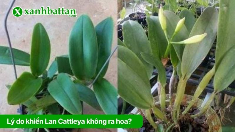 Những lý do khiến Lan cát không ra hoa?