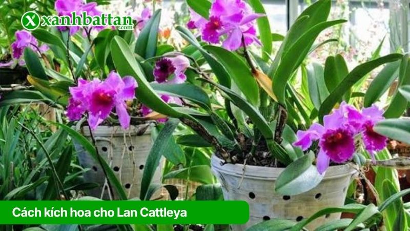 Cách 1: Kích hoa khi Lan Cát đủ 5 tép lá và trồng trên 1 năm