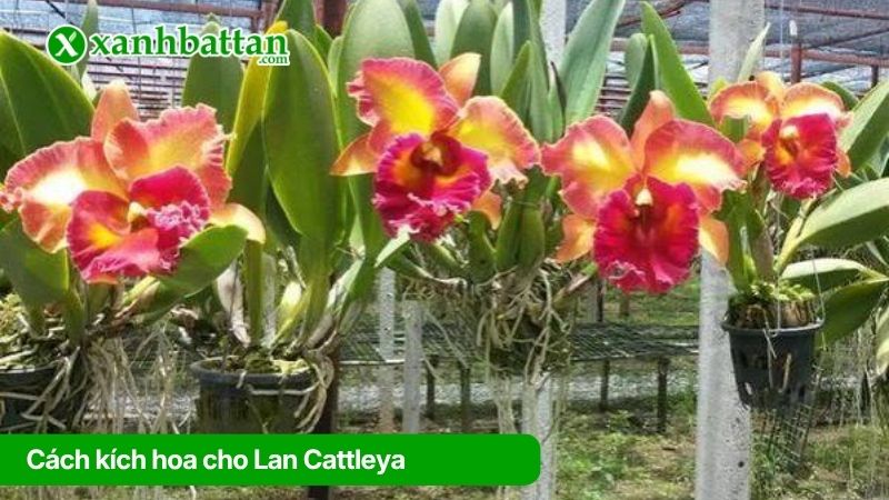 Cách 2: Kích hoa khi Lan Cattleya đã tích lũy đủ sinh khối