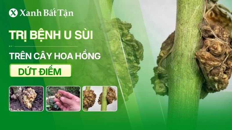 U sùi trên hoa Hồng: Nguyên nhân, biểu hiện, cách trị dứt điểm