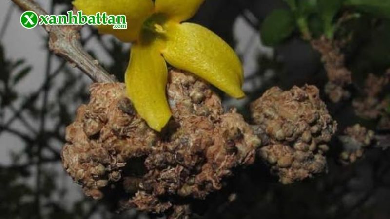 Nguyên nhân gây ra bệnh u sùi trên hoa Hồng?