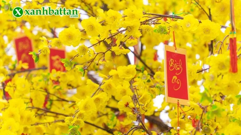 Hình ảnh hoa Mai ngày Tết đẹp nhất