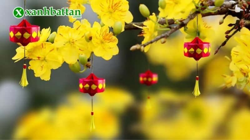 Hình ảnh hoa Mai ngày Tết đẹp nhất