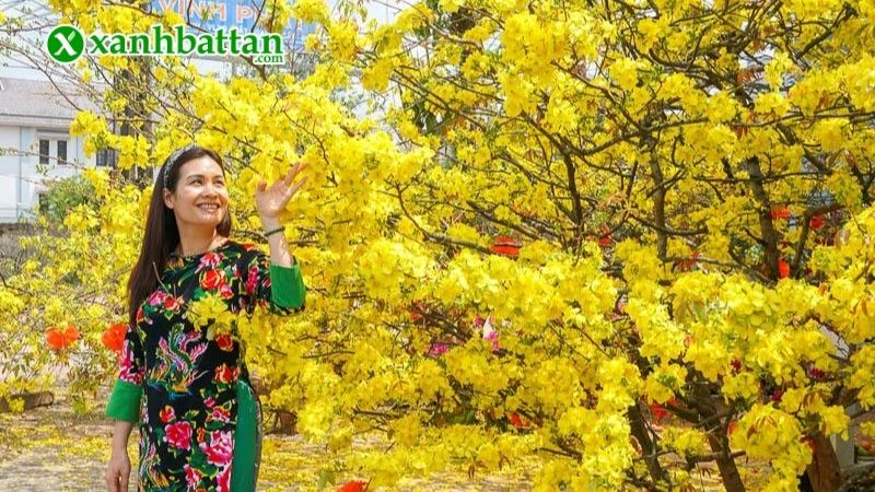 Hình ảnh hoa Mai ngày Tết đẹp nhất