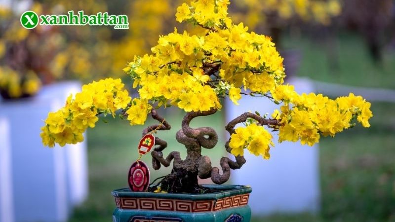 Hình ảnh hoa Mai ngày Tết đẹp nhất