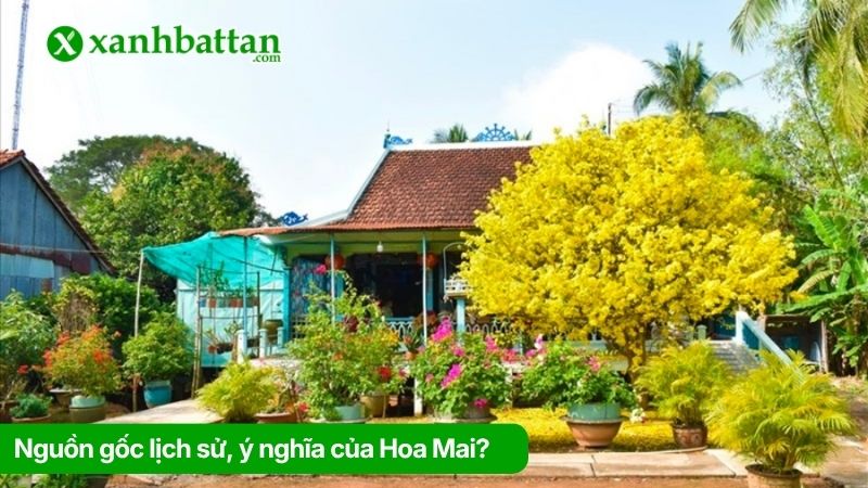Nguồn gốc lịch sử, ý nghĩa của Hoa Mai?