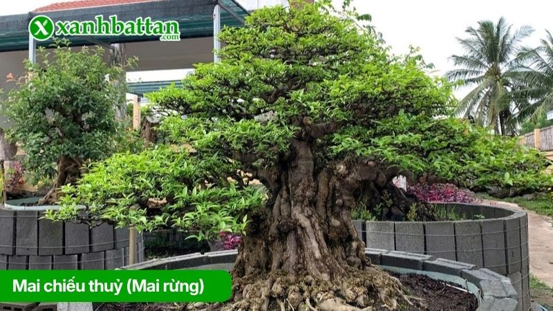 Mai chiếu thuỷ (Mai rừng)
