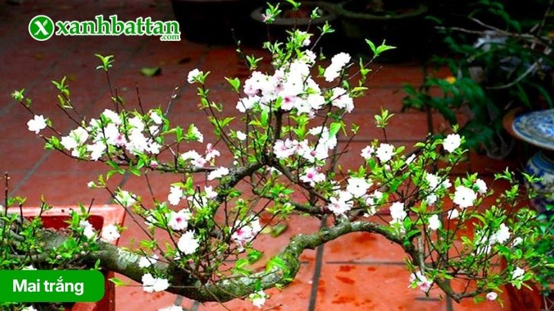 Cây Mai trắng là gì?