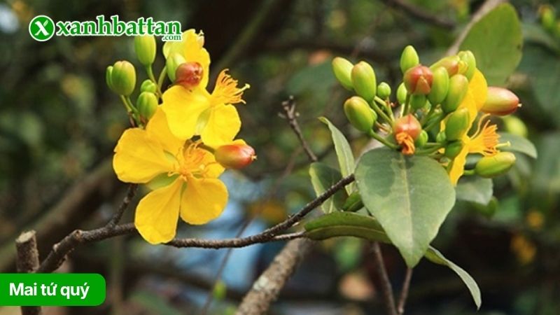 Cây Mai tứ quý là gì?