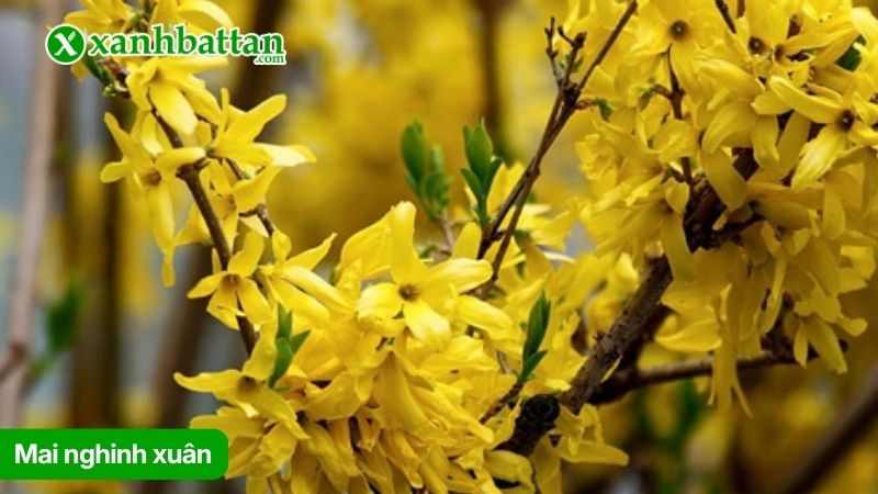 Cây Mai nghinh xuân là gì?