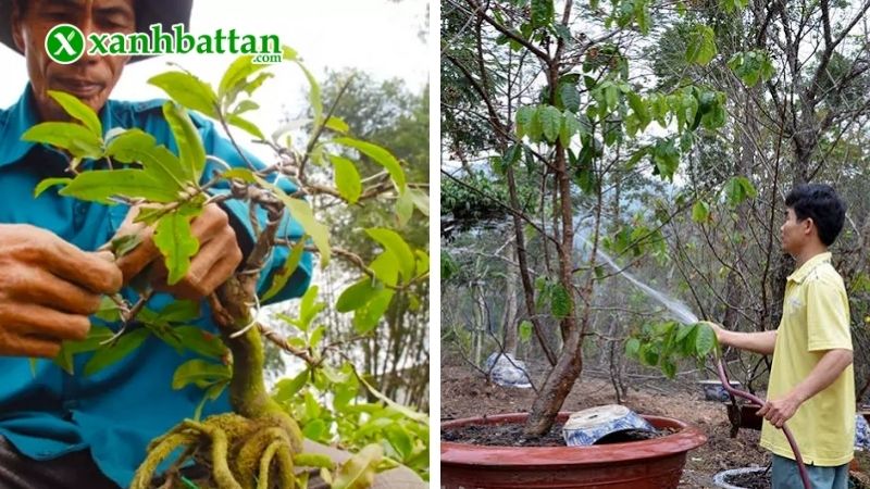 Kỹ thuật chăm sóc Mai vàng từng tháng chi tiết
