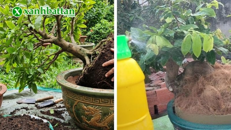 Kỹ thuật chăm sóc Mai vàng từng tháng chi tiết