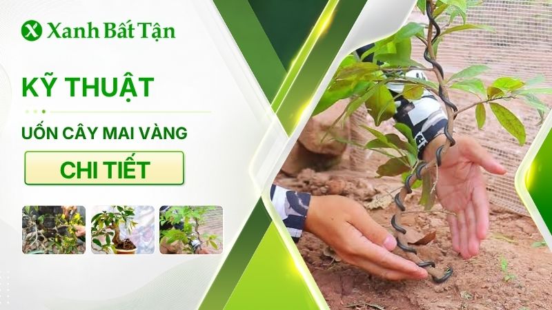 Cách uốn cây Mai vàng chuẩn kỹ thuật chơi Tết