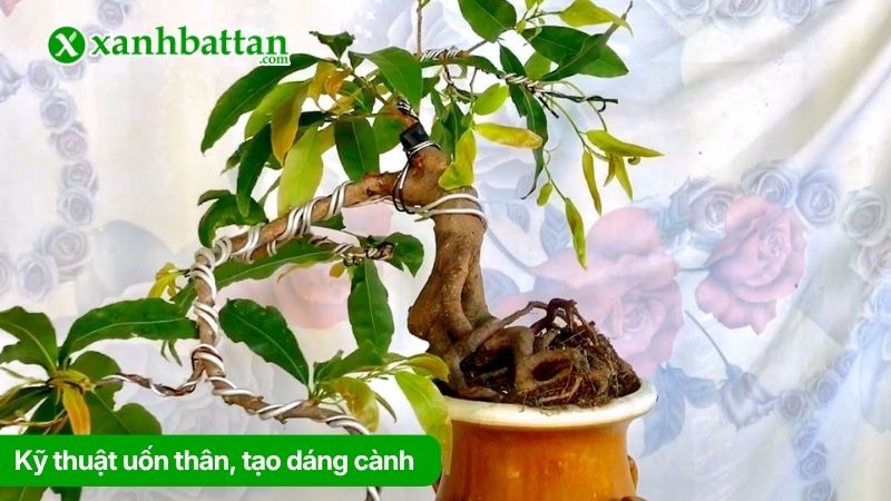 Kỹ thuật uốn thân, tạo dáng cành