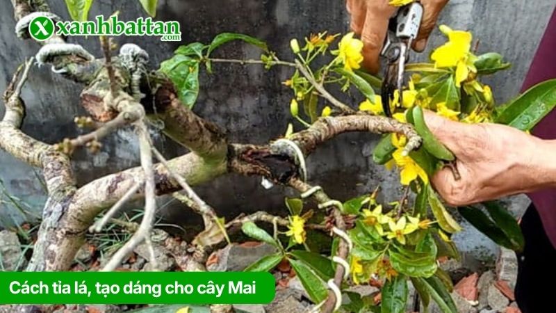 Cách tỉa lá, tạo dáng cho cây Mai