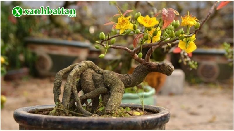 Lưu ý về cách uốn cây Mai vàng đẹp chơi Tết