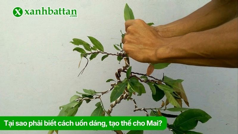 Tại sao phải biết cách uốn dáng, tạo thế cho Mai?