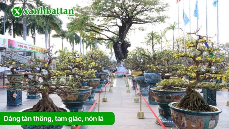 Dáng tàn thông, tam giác, nón lá