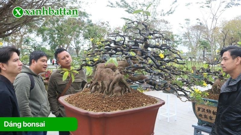 Dáng bonsai cây Mai vàng