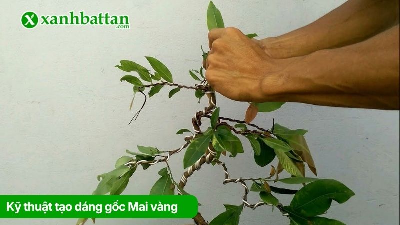 Kỹ thuật tạo dáng gốc Mai vàng