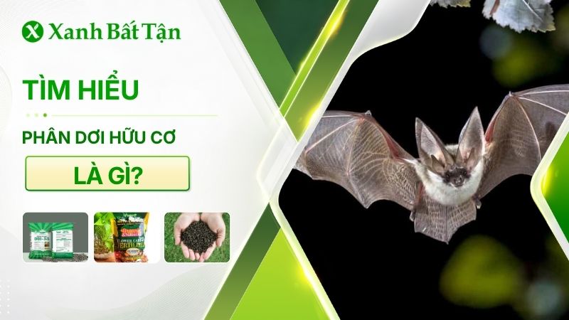 Tìm hiểu phân dơi hữu cơ là gì? Công dụng, cách sử dụng