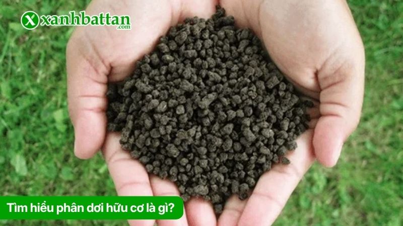 Phân dơi hữu cơ là gì? Công dụng phân dơi đối với cây trồng