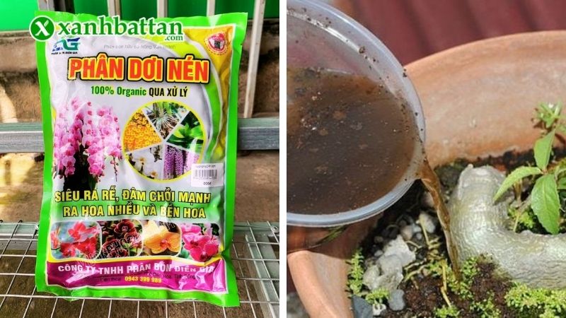 Cách sử dụng phân dơi hữu cơ hiệu quả bón cây
